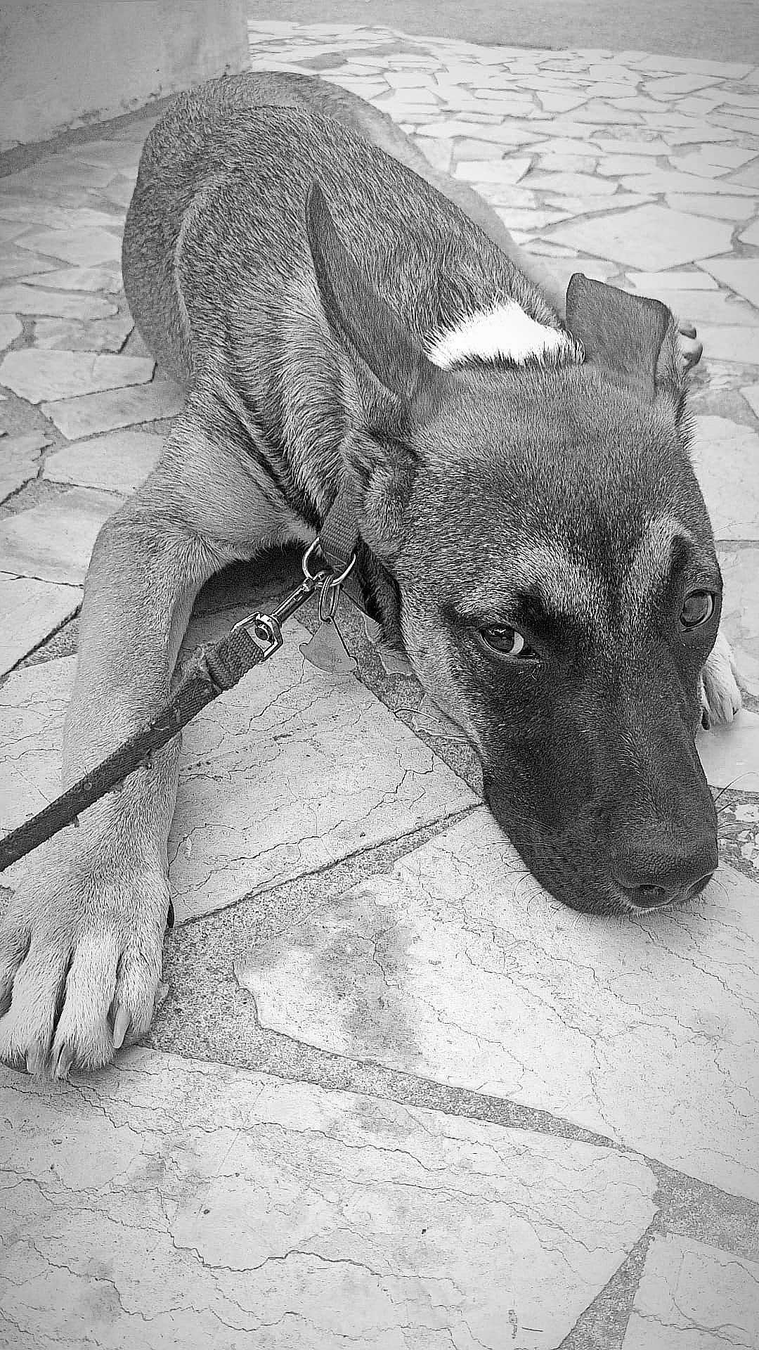 Troy a rejoint le concours — aidez-le/la à gagner de superbes lots ! ancient_dog_breeds, art, canidae, carnivore, companion_dog, dog, dog_breed, ear, fawn, fur, monochrome, monochrome_photography, snout, sporting_group, street_dog, terrestrial_animal, whiskers, wildlife, working_animal