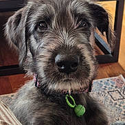 Ambroisine participe au concours pour gagner de l'argent avec cette photo : dog, puppy, close_up, indoor, collar, bell, fur, pet, animal, face, nose, ears, wooden_floor, rug, table, domestic, cute, young_dog, companion, furry