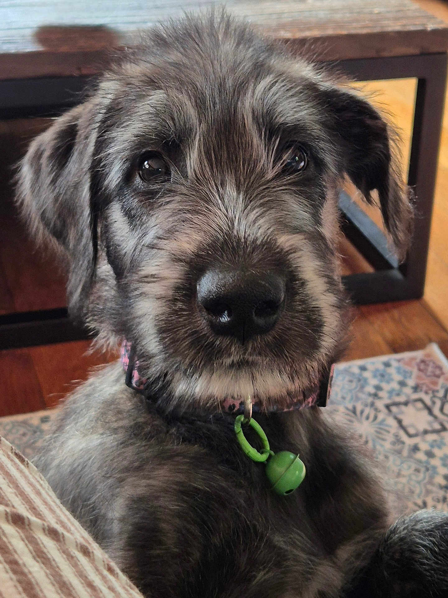 Ambroisine participe au concours pour gagner de l'argent avec cette photo : dog, puppy, close_up, indoor, collar, bell, fur, pet, animal, face, nose, ears, wooden_floor, rug, table, domestic, cute, young_dog, companion, furry