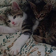 Flaco And Guero joined the competition — help win amazing prizes! kitten, cat, animal, pet, feline, cute, sleeping, resting, snuggling, blanket, patterned, tabby, white, paw, fur, indoor, cozy, closeup, young, two