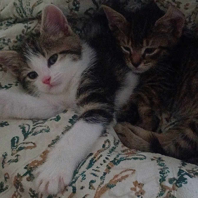 Flaco And Guero joined the competition — help win amazing prizes! kitten, cat, animal, pet, feline, cute, sleeping, resting, snuggling, blanket, patterned, tabby, white, paw, fur, indoor, cozy, closeup, young, two