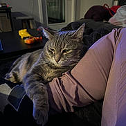 Bob is registered to the contest to win money with this photo: cat, tabby_cat, indoor, relaxed, person, arm, furniture, window, table, toy, couch, cozy, sleepy, pet, animal, resting, domestic, gray, striped, casual