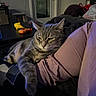 cat, tabby_cat, indoor, relaxed, person, arm, furniture, window, table, toy, couch, cozy, sleepy, pet, animal, resting, domestic, gray, striped, casual
