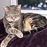 Bob is registered to the contest to win money with this photo: cat, tabby_cat, pet, animal, feline, resting, sleepy, indoor, window, blanket, purple, fur, whiskers, paw, tail, closeup, domestic_cat, cozy, relaxed, soft_light