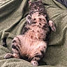 cat, tabby_cat, fluffy, lying_down, relaxed, sleepy, pet, animal, indoor, blanket, green, fur, cute, resting, cozy, paw, tail, whiskers, domestic_cat, sleep