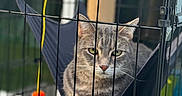 Bob is registered to the contest to win money with this photo: animal, blurred_background, cage, cat, close_up, comfort, feathers, feline, fur, gray_tabby, green_eyes, hammock, outdoor, pet, portrait, relaxed, resting, sunlight, toy, whiskers