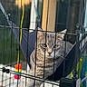 Bob is registered to the contest to win money with this photo: cat, gray_tabby, hammock, cage, toy, feathers, outdoor, pet, animal, feline, fur, green_eyes, whiskers, relaxed, sunlight, blurred_background, close_up, portrait, comfort, resting