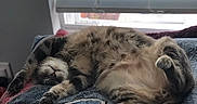 Bob is registered to the contest to win money with this photo: cat, tabby, sleeping, relaxed, feline, pet, animal, window, blinds, towel, cozy, indoor, fluffy, paw, resting, cute, domestic_animal, fur, whiskers, tail