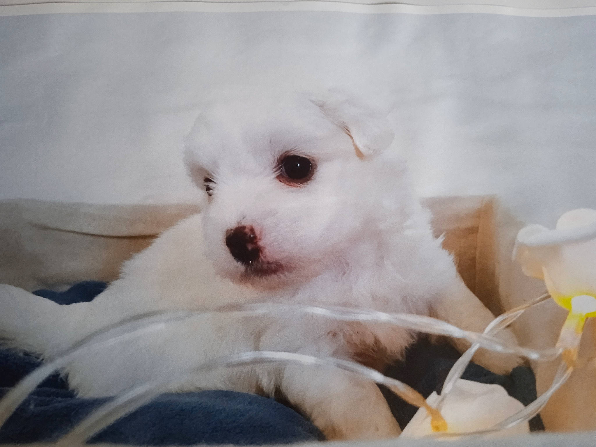 Ringo participe au concours pour gagner de l'argent avec cette photo : carnivore, companion_dog, corgi_chihuahua, dog, dog_breed, fur, metal, paw, snout, toy_dog, whiskers