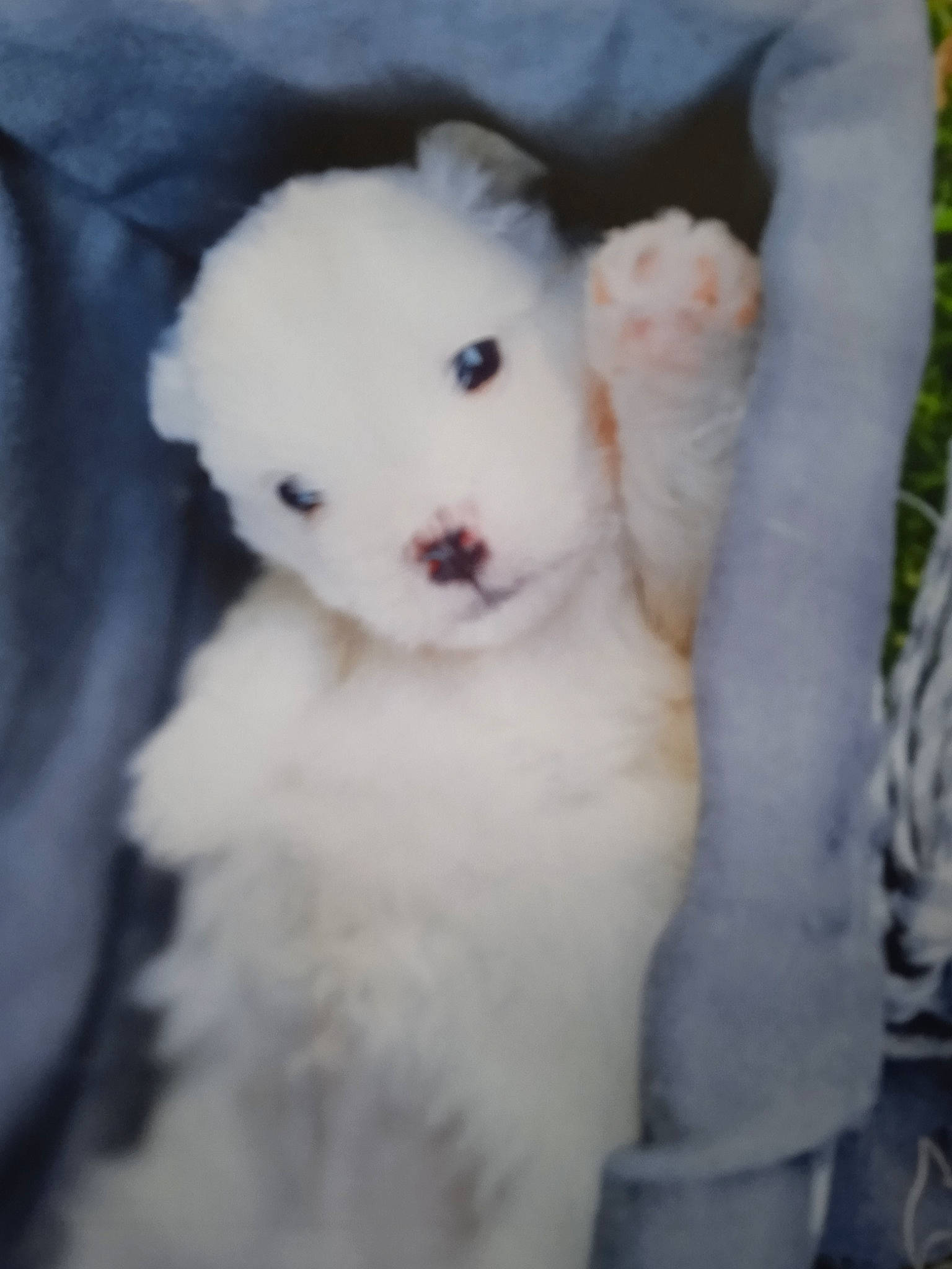 Ringo participe au concours pour gagner de l'argent avec cette photo : art, canidae, carnivore, companion_dog, dog_breed, eye, fawn, felidae, fur, head, paw, plush, small_to_medium_sized_cats, snout, stuffed_toy, tail, teddy_bear, toy, whiskers, wool