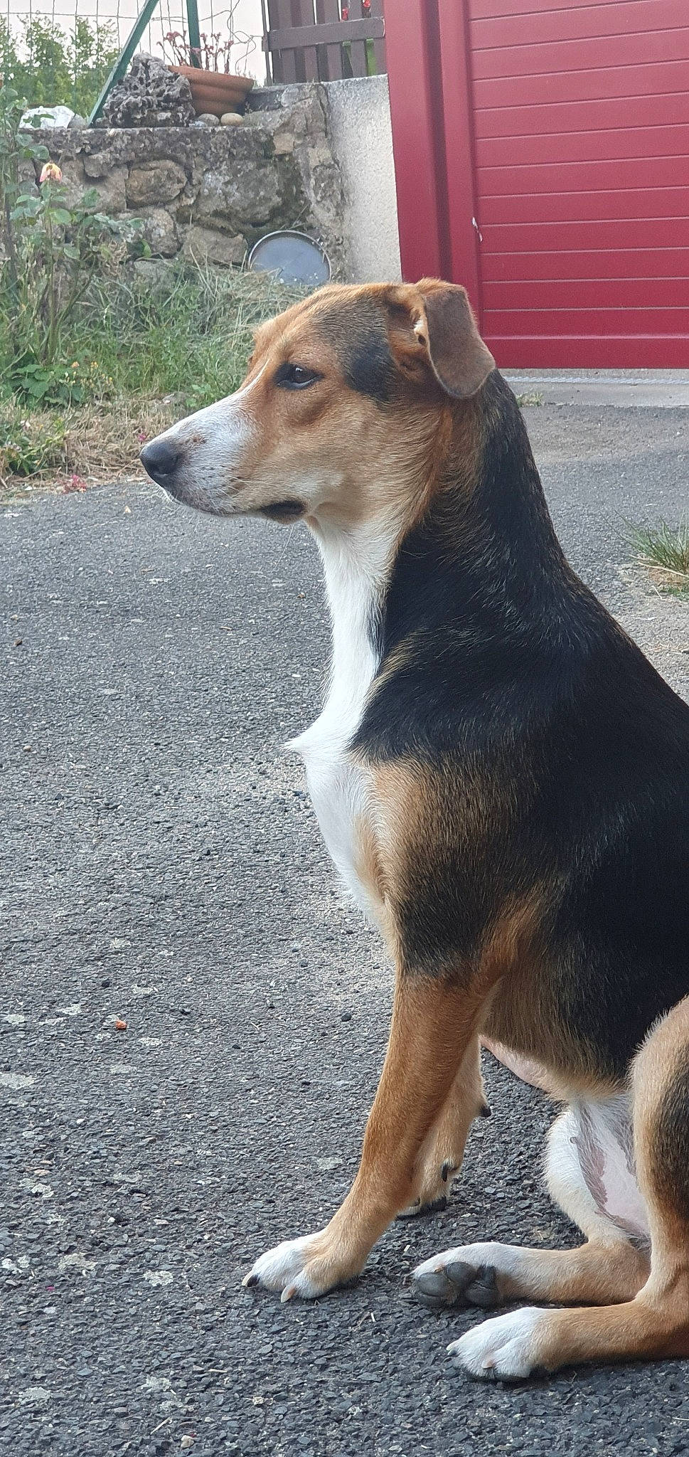 Bulla participe au concours pour gagner de l'argent avec cette photo : beagle, canidae, carnivore, companion_dog, dog, dog_breed, fawn, feist, mammal, rare_breed_dog, smooth_collie, snout, street_dog, tail, vertebrate, working_dog