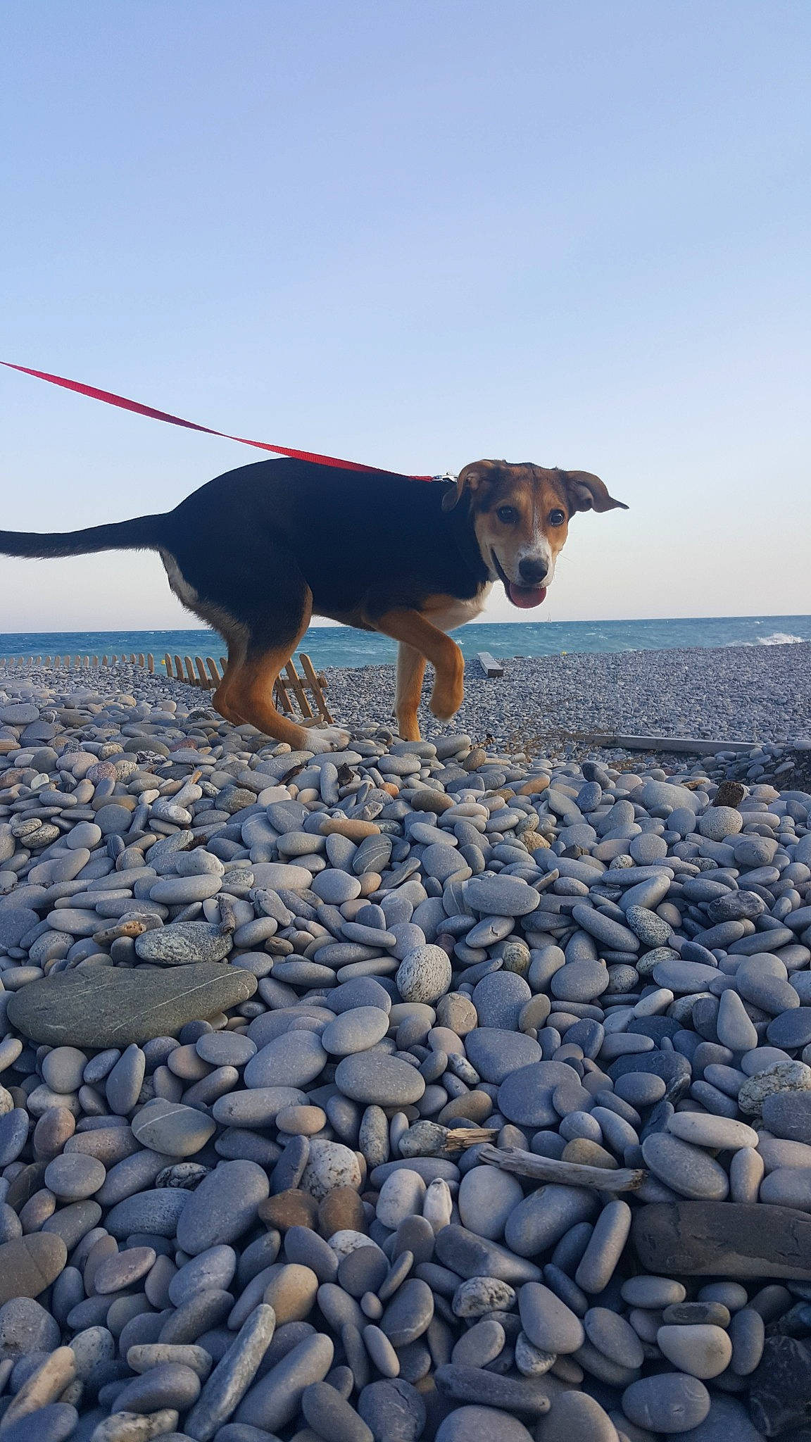 Bulla a rejoint le concours — aidez-le/la à gagner de superbes lots ! beach, canidae, carnivore, coast, dog, dog_breed, german_shepherd_dog, hunting_dog, ocean, pebble, puppy, rock, sea, shore, working_dog
