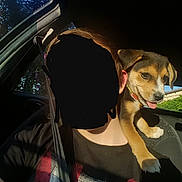 Bulla a rejoint le concours — aidez-le/la à gagner de superbes lots ! auto_part, automotive_window_part, canidae, car, carnivore, dog, dog_breed, fawn, feist, night, sporting_group, vehicle, vehicle_door, window, windshield
