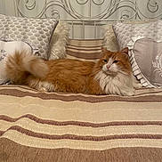 Caramel participe au concours pour gagner de l'argent avec cette photo : animal, bed, cat, comfort, cozy, decor, feline, fluffy, furniture, headboard, home, indoor, orange_cat, pet, pillow, relaxed, resting, striped, striped_bedspread, white_cat