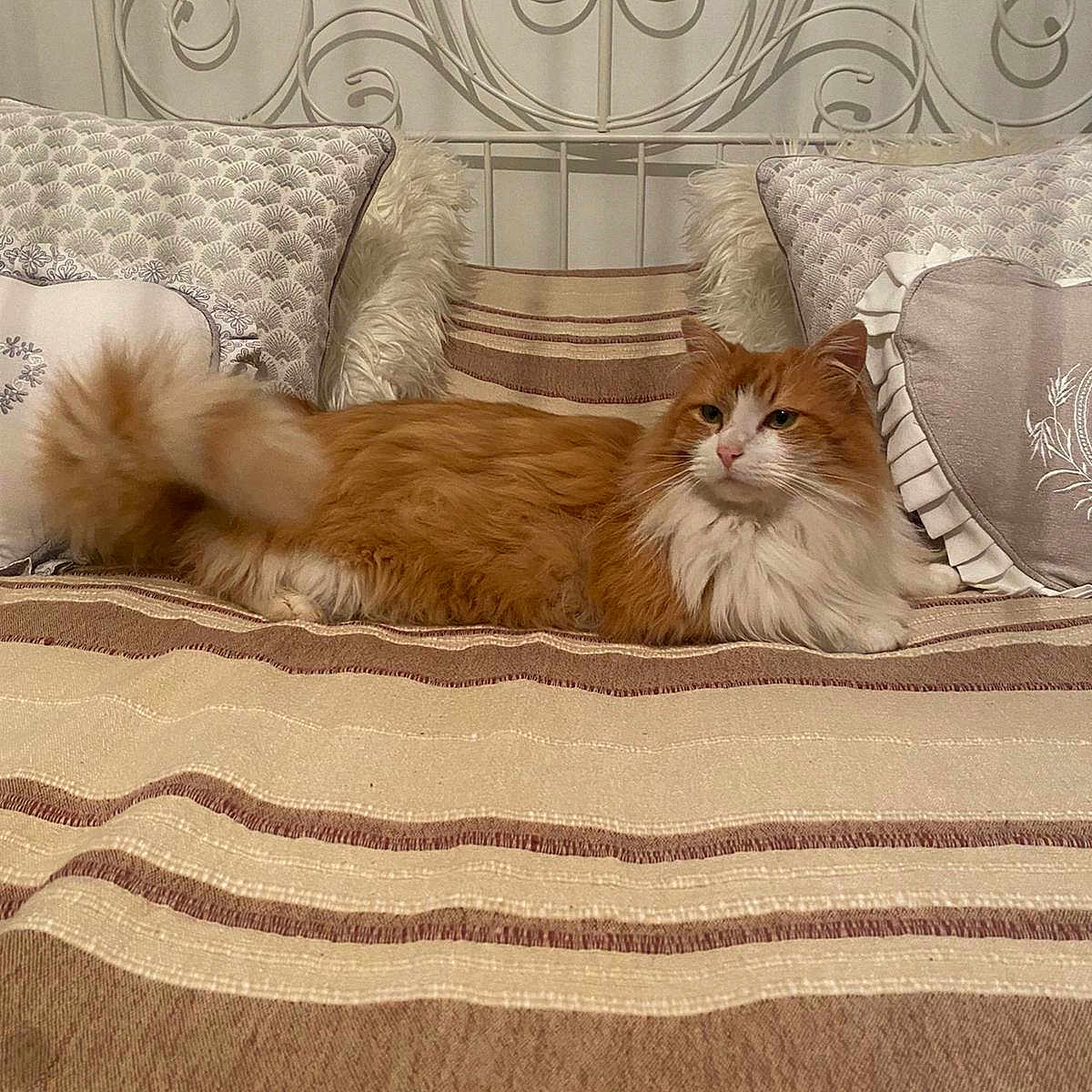 Caramel participe au concours pour gagner de l'argent avec cette photo : animal, bed, cat, comfort, cozy, decor, feline, fluffy, furniture, headboard, home, indoor, orange_cat, pet, pillow, relaxed, resting, striped, striped_bedspread, white_cat