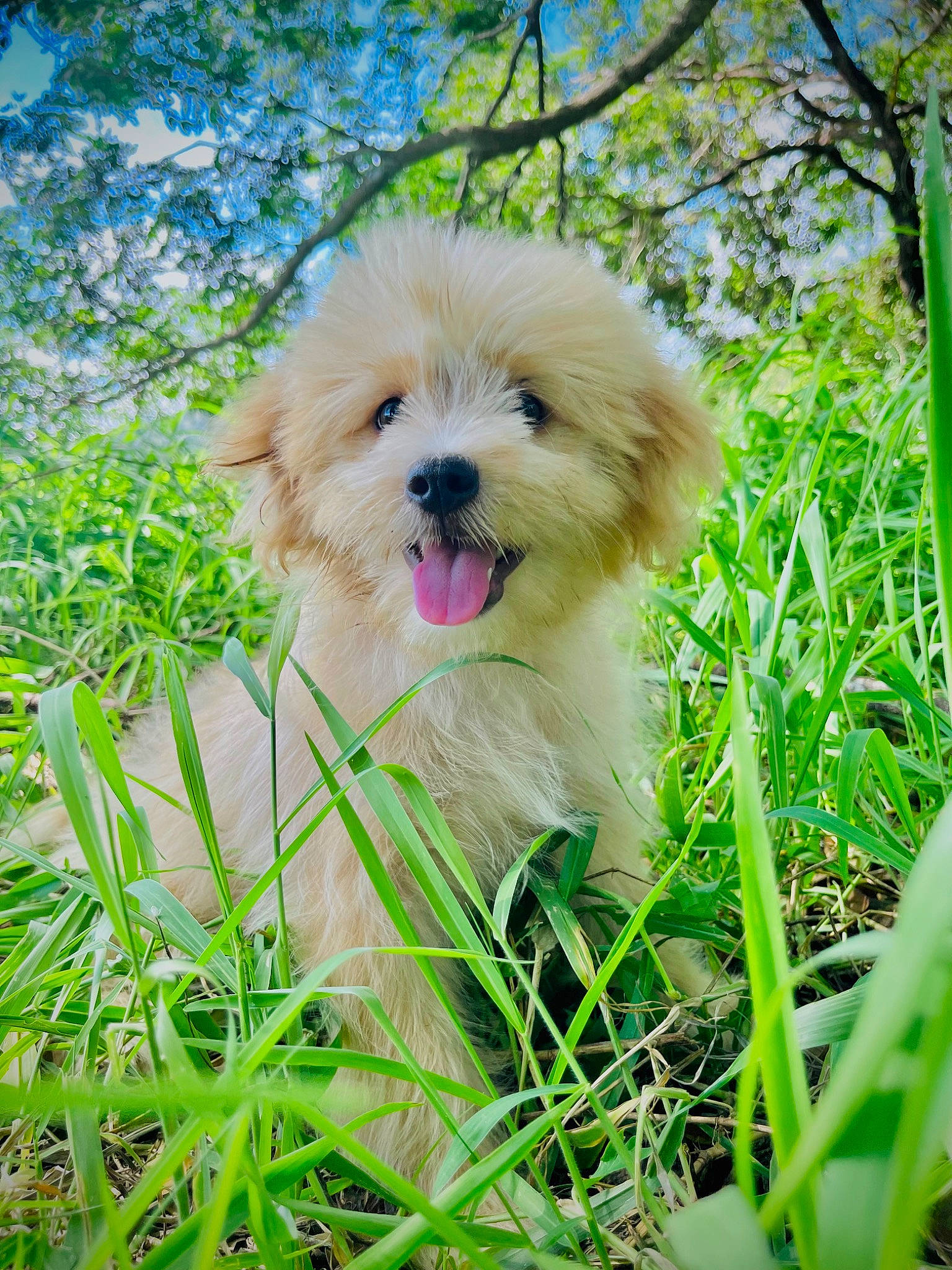 Kelly is registered to the contest to win money with this photo: ancient_dog_breeds, carnivore, companion_dog, dog, dog_breed, dog_supply, fawn, fur, german_spitz, german_spitz_klein, grass, happy, liver, plant, pomeranian, sky, terrier, toy_dog, tree, water_dog