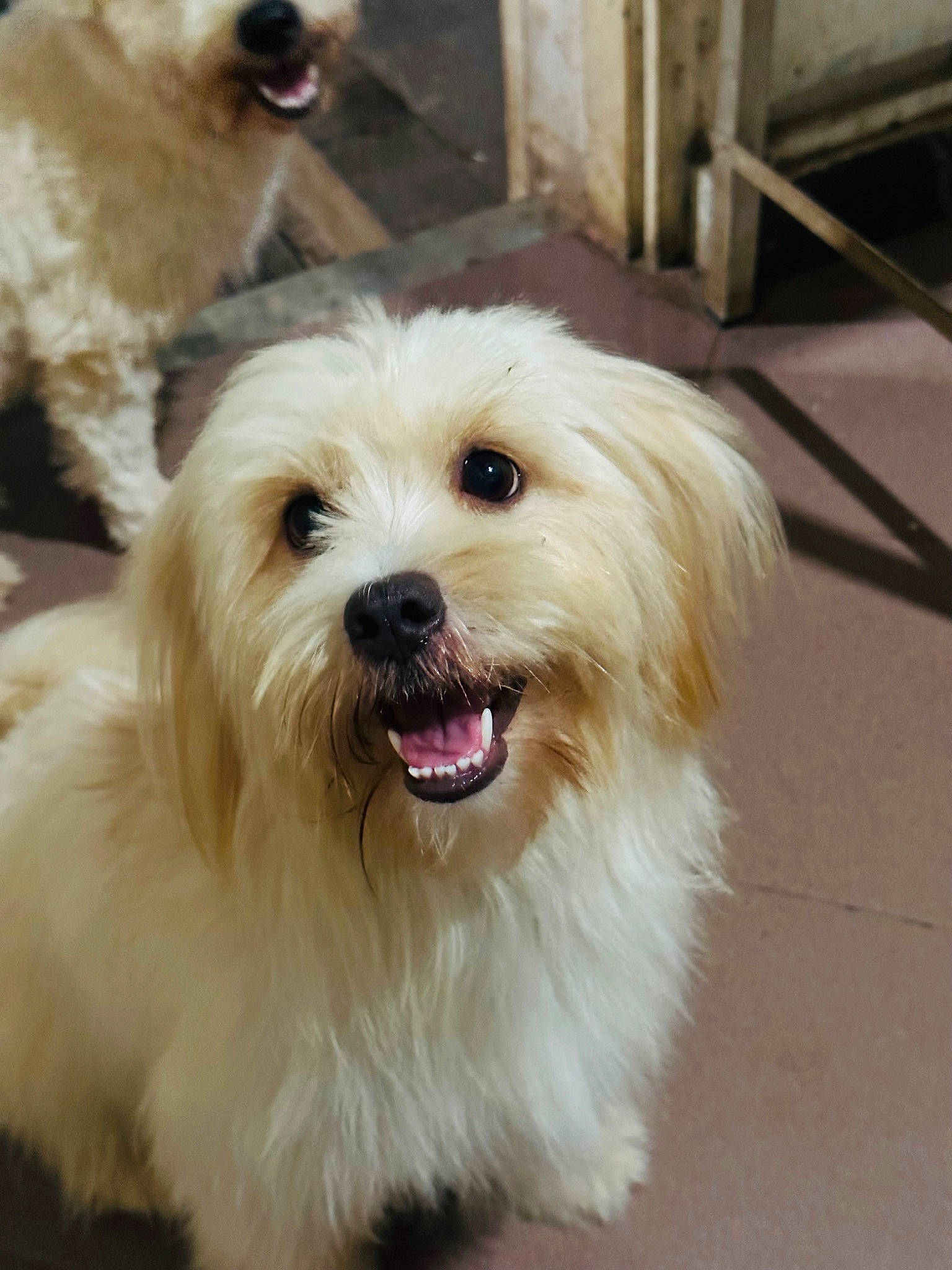 Kelly joined the competition — help win amazing prizes! canidae, carnivore, collar, companion_dog, dog, dog_breed, fang, fur, mal_shi, maltepoo, non_sporting_group, plant, small_terrier, snout, sporting_group, terrier, toy_dog, whiskers, working_animal, yorkipoo