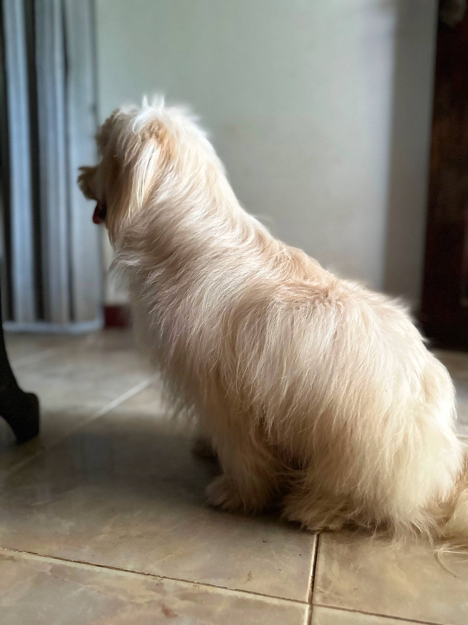 Kelly is registered to the contest to win money with this photo: canidae, carnivore, companion_dog, curtain, dog, dog_breed, dog_supply, fawn, flooring, fur, hardwood, liver, small_terrier, snout, sporting_group, tail, terrier, toy_dog, whiskers, working_animal