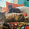 cats, tabby_cats, pets, animal_portrait, three_animals, close_up, sitting_cat, lying_cat, relaxed, cozy, blanket, colorful_blanket, orange_pillow, couch, indoor, home, stained_glass, window, whiskers, green_eyes
