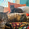 animal, bed, blanket, cat, cats, closeup, feline, green_eyes, home, indoors, lounge, pet, pillows, portrait, relaxed, sleeping, stained_glass, striped_fur, tabby, whiskers