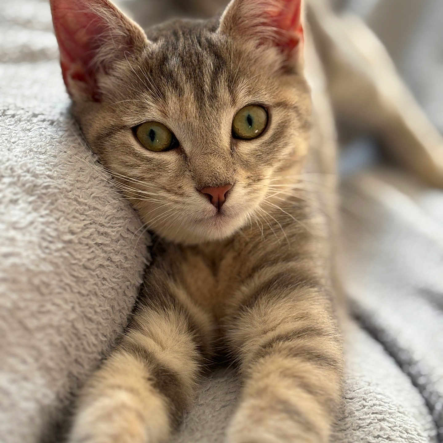 Noopy a rejoint le concours — aidez-le/la à gagner de superbes lots ! animal, blanket, cat, closeup, cozy, cute, ears, eyes, focus, fur, indoor, kitten, pet, portrait, relaxing, soft_texture, stretching, tabby, whiskers, young