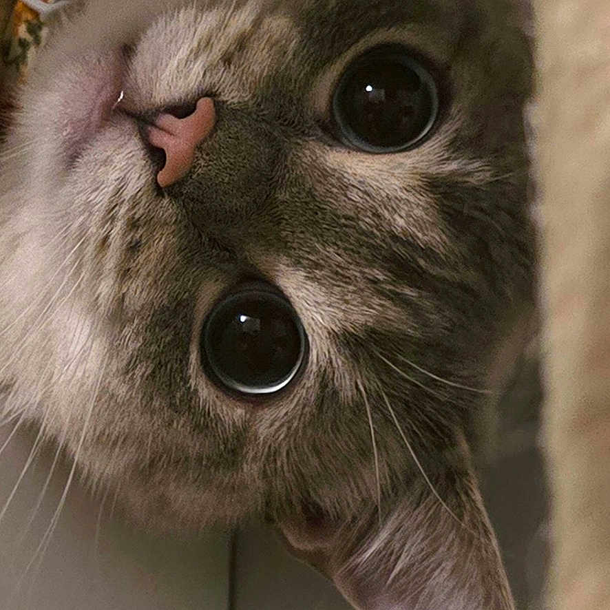 Yelena joined the competition — help win amazing prizes! animal, cat, close_up, curious, cute, domestic, ears, eyes, face, feline, fur, indoor, looking, mystery, nose, pet, playful, portrait, tabby, whiskers