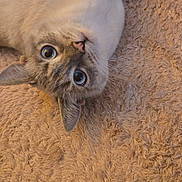 Yelena joined the competition — help win amazing prizes! cat, blue_eyes, fluffy, lying_down, carpet, texture, indoor, pet, animal, cute, playful, whiskers, ears, fur, close_up, relaxed, domestic_cat, mammal, looking, upside_down