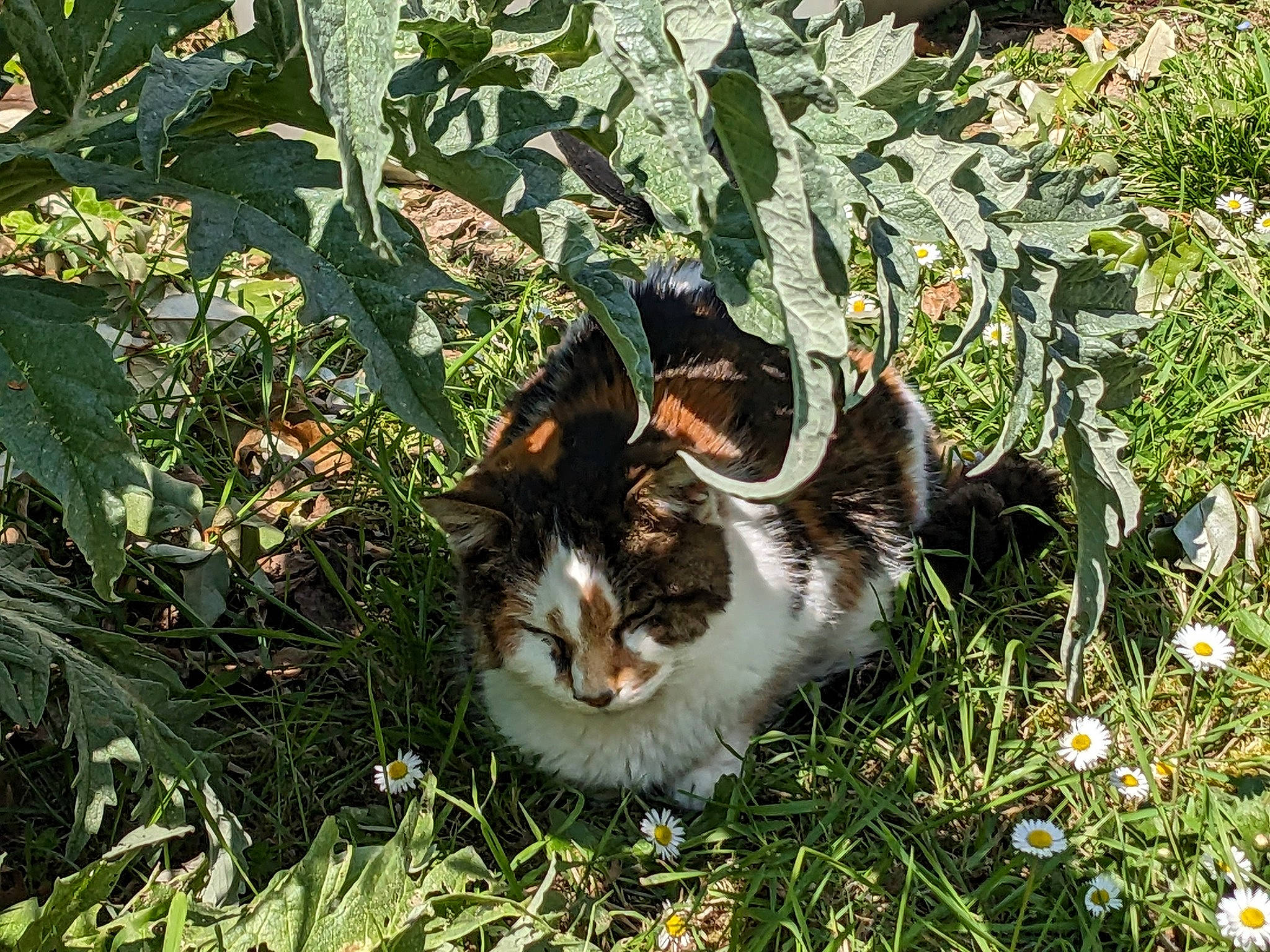 Rosalie a rejoint le concours — aidez-le/la à gagner de superbes lots ! carnivore, cat, domestic_short_haired_cat, fawn, felidae, flower, fur, garden, grass, grass_family, groundcover, herb, herbaceous_plant, plant, shrub, small_to_medium_sized_cats, soil, tail, terrestrial_animal, whiskers