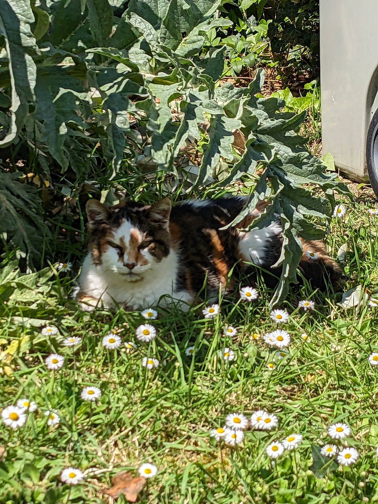 Rosalie participe au concours pour gagner de l'argent avec cette photo : carnivore, cat, felidae, fender, flower, garden, grass, grass_family, groundcover, herbaceous_plant, lawn, leaf, plant, shrub, small_to_medium_sized_cats, tail, tire, vegetation, wheel, whiskers