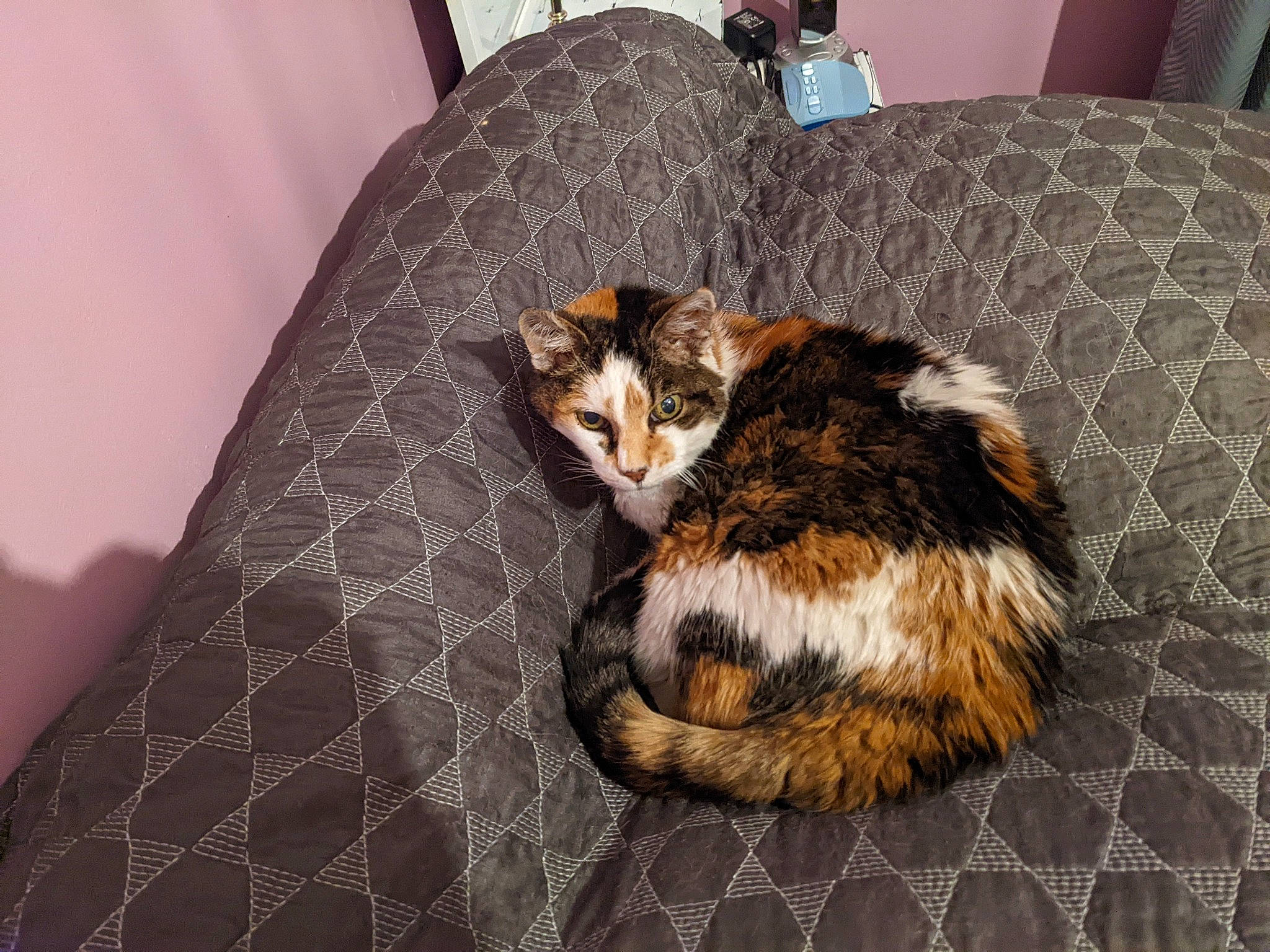 Rosalie participe au concours pour gagner de l'argent avec cette photo : bed, bedding, brown, carnivore, cat, comfort, couch, domestic_short_haired_cat, fawn, felidae, flooring, fur, hardwood, linens, room, small_to_medium_sized_cats, tail, textile, whiskers, wood