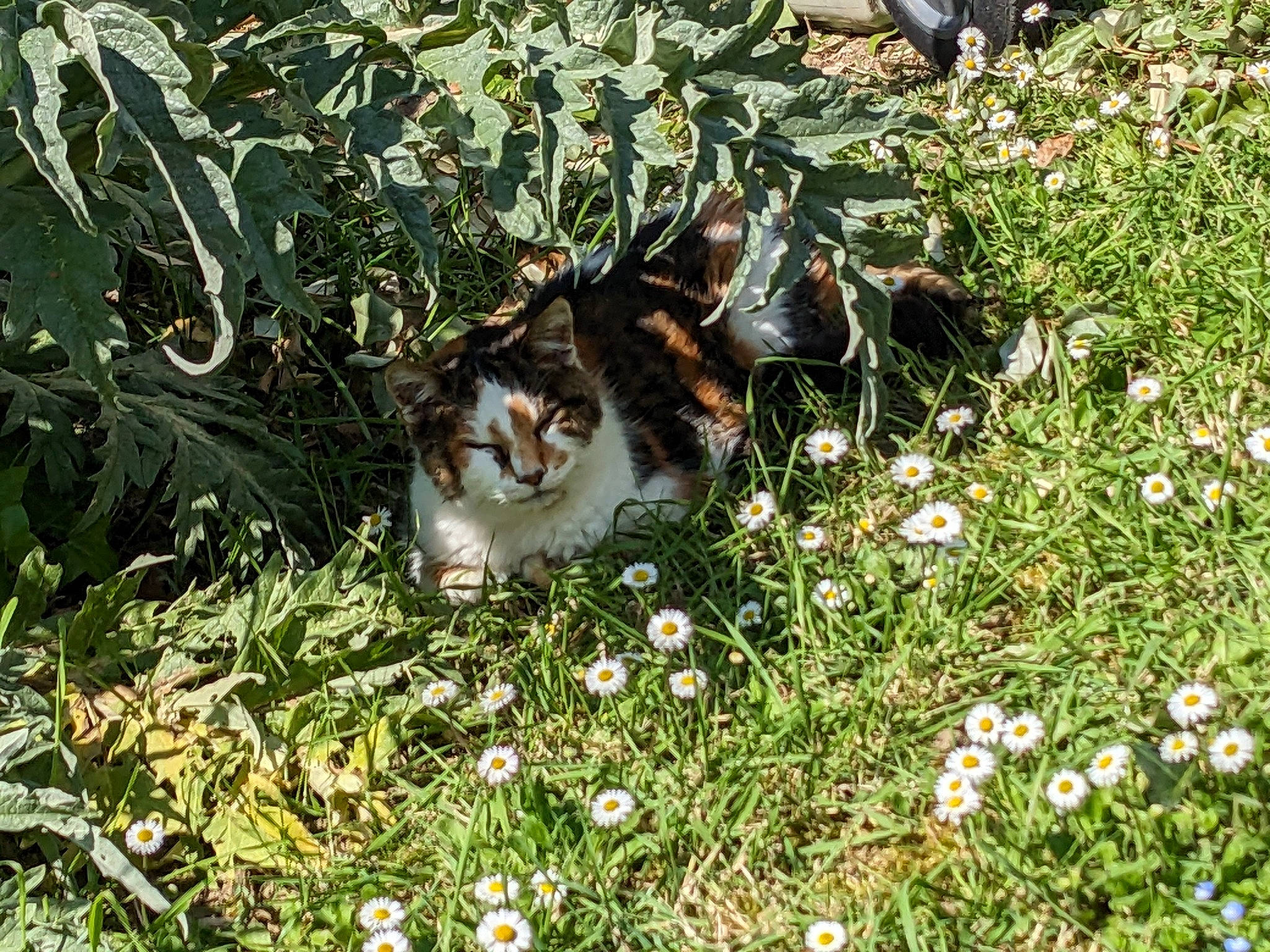 Rosalie participe au concours pour gagner de l'argent avec cette photo : annual_plant, camomile, carnivore, cat, domestic_short_haired_cat, felidae, flower, flowering_plant, garden, grass, groundcover, herbaceous_plant, lawn, petal, plant, shrub, small_to_medium_sized_cats, tail, terrestrial_animal, whiskers