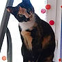 Kyara a rejoint le concours — aidez-le/la à gagner de superbes lots ! cat, calico, curious, window, indoor, pet, animal, feline, decorations, colorful, head_tilt, sitting, whiskers, ears, paw, fur, looking, domestic, cute, companionship