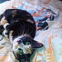 Kyara a rejoint le concours — aidez-le/la à gagner de superbes lots ! cat, calico_cat, green_eyes, whiskers, fur, pet, lying_down, blanket, patterned_blanket, indoor, cozy, cute, animal, domestic_cat, relaxed, playful, close_up, soft_light, resting, feline