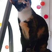 Kyara a rejoint le concours — aidez-le/la à gagner de superbes lots ! cat, calico_cat, pet, indoor, window, curious, feline, animal, fur_pattern, white_paws, decorations, colorful, sitting, looking, household, domestic, cute, whiskers, ears, tail