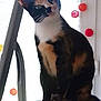 cat, calico_cat, pet, indoor, window, curious, feline, animal, fur_pattern, white_paws, decorations, colorful, sitting, looking, household, domestic, cute, whiskers, ears, tail