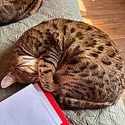 Shadows participe au concours pour gagner de l'argent avec cette photo : animal, cat, close_up, cozy, curled_up, feline, home, indoor, papers, paw, pet, quilt, red_folder, resting, sleeping, spotted_fur, striped_fur, sunlight, textured, wooden_floor