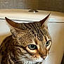 cat, tabby, stripes, close_up, pet, animal, indoor, toilet, bathroom, fur, whiskers, ears, eyes, portrait, domestic, mammal, cute, curious, face, feline