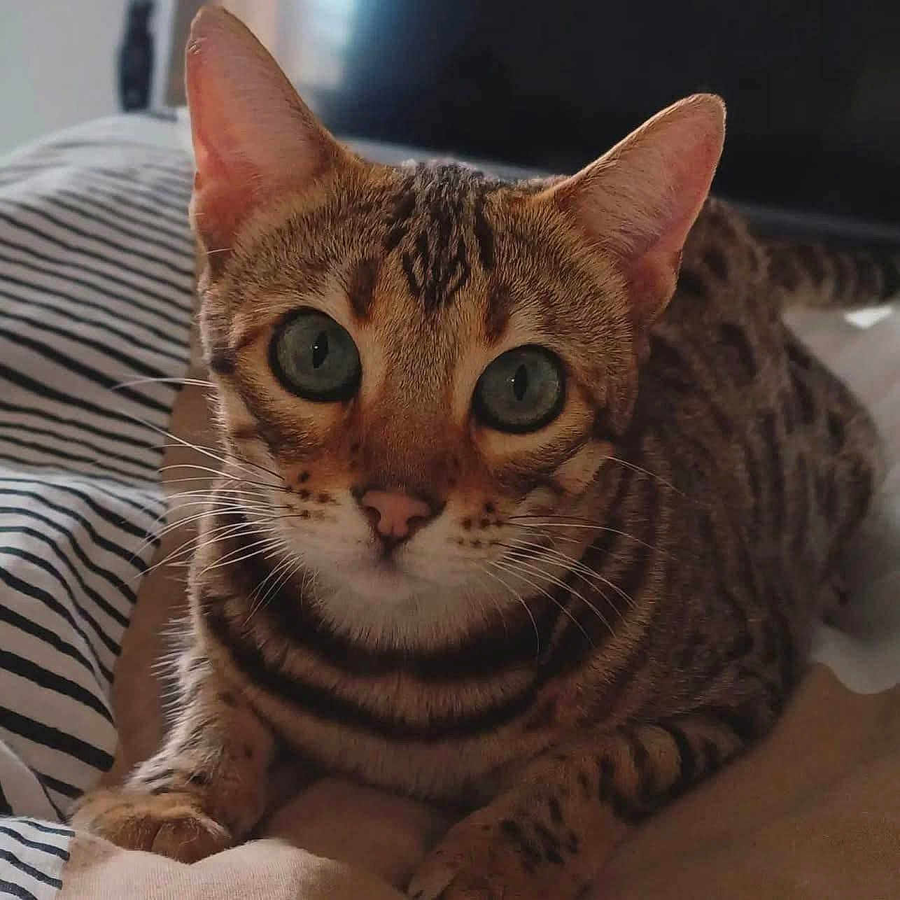 Shadows participe au concours pour gagner de l'argent avec cette photo : cat, bengal_cat, pet, animal, feline, close_up, green_eyes, whiskers, striped_fur, spotted_fur, bed, blanket, indoor, cute, curious, lying_down, paw, ears, face, domestic_animal