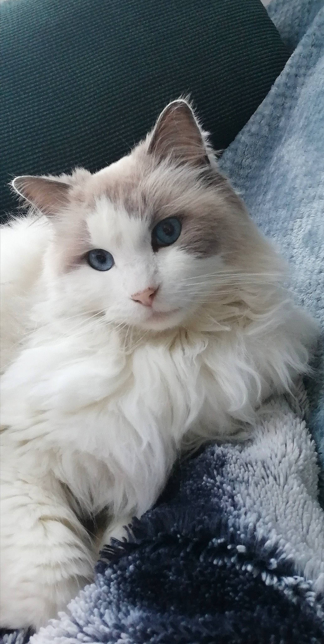 Jelly participe au concours pour gagner de l'argent avec cette photo : british_longhair, carnivore, cat, claw, comfort, fawn, felidae, fur, iris, paw, small_to_medium_sized_cats, snout, tail, terrestrial_animal, whiskers