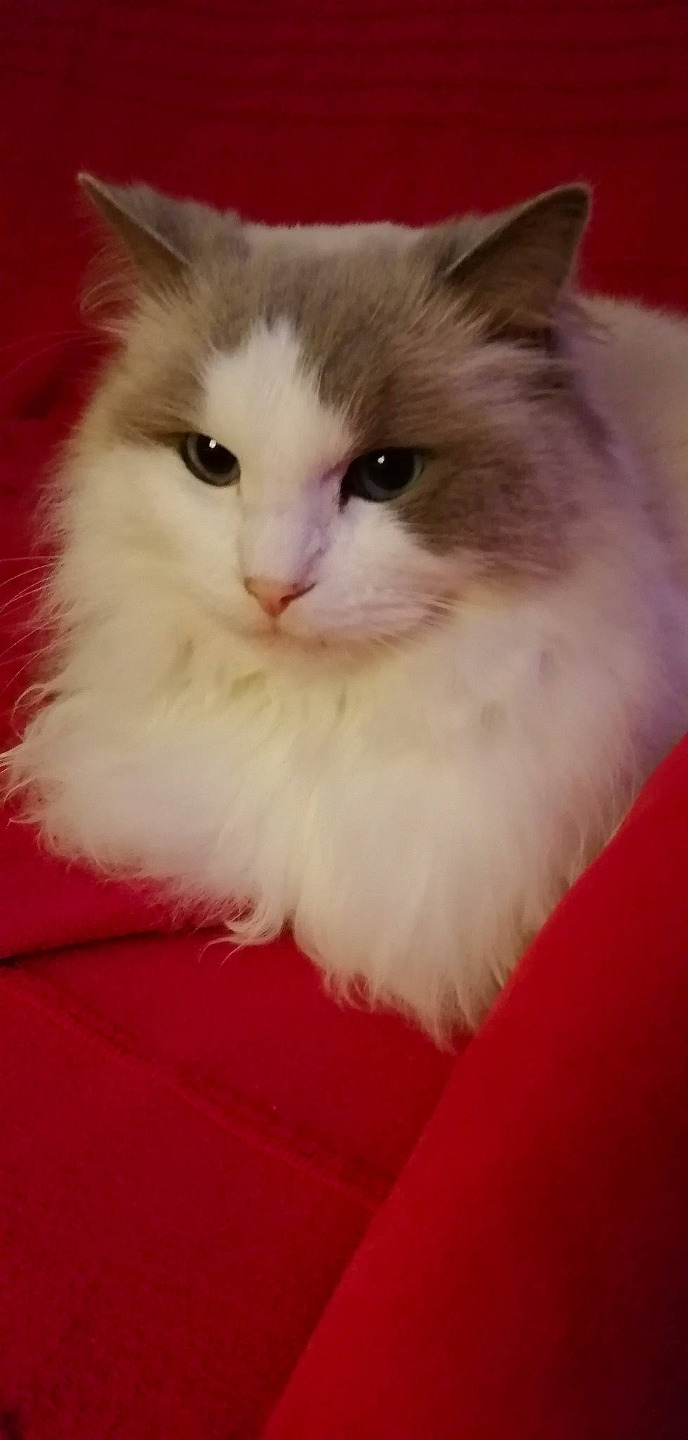 Jelly a rejoint le concours — aidez-le/la à gagner de superbes lots ! carnivore, cat, claw, fawn, felidae, flooring, fur, paw, ragdoll, small_to_medium_sized_cats, snout, tail, whiskers