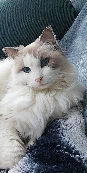 Jelly a rejoint le concours — aidez-le/la à gagner de superbes lots ! british_longhair, carnivore, cat, claw, fawn, felidae, fur, paw, ragdoll, small_to_medium_sized_cats, snout, tail, terrestrial_animal, whiskers