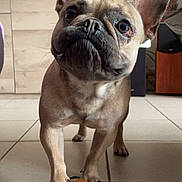 Uno a rejoint le concours — aidez-le/la à gagner de superbes lots ! french_bulldog, dog, toy, monkey_toy, indoor, floor, tile_floor, pet, animal, ears, paw, cute, curious, brown_dog, close_up, houseplant, cabinet, furniture, living_room, playful