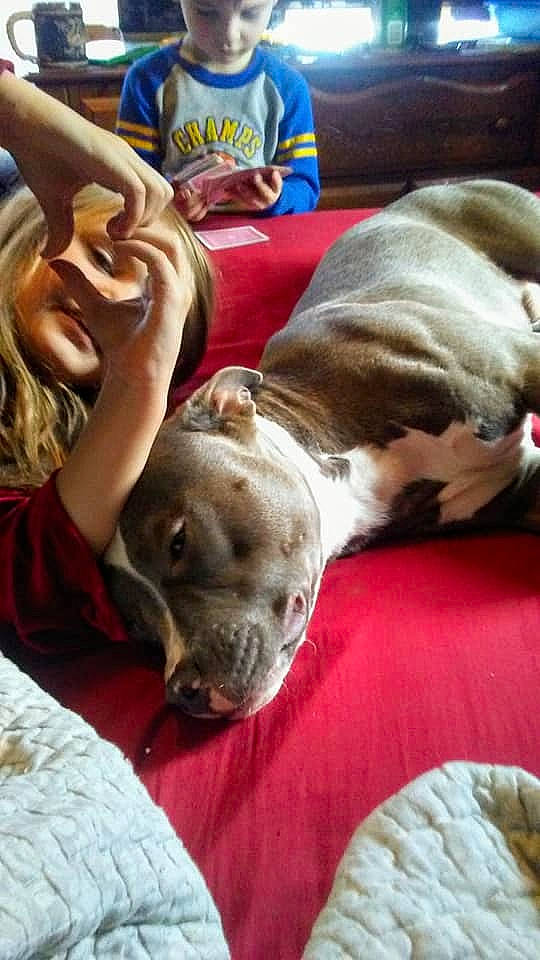 Blue joined the competition — help win amazing prizes! canidae, carnivore, comfort, companion_dog, dog, dog_breed, fawn, mammal, pet_supply, snout, sporting_group, whiskers, working_animal, working_dog