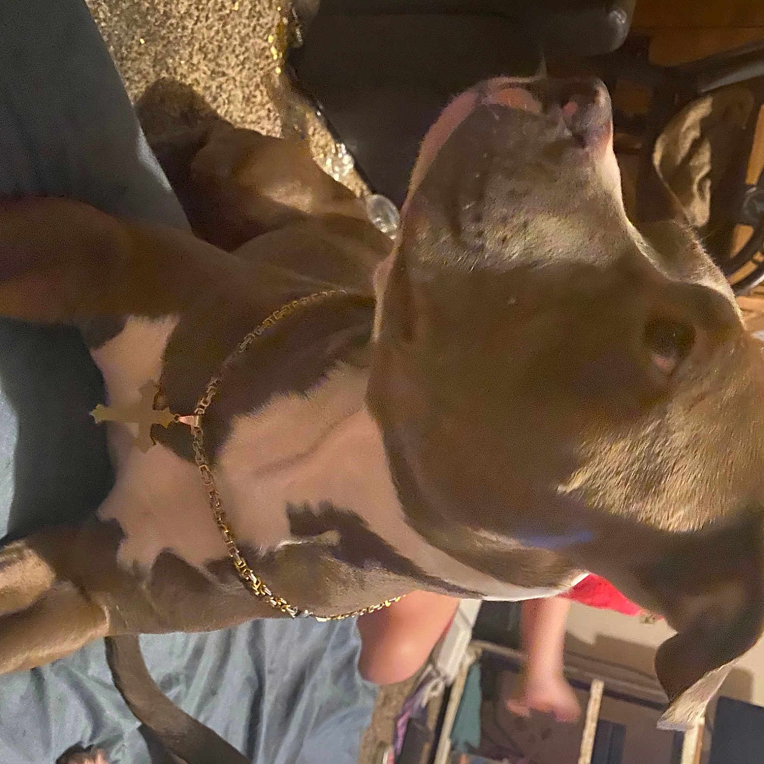 Blue joined the competition — help win amazing prizes! american_pit_bull_terrier, canidae, carnivore, collar, companion_dog, dog, dog_breed, dog_collar, fawn, hunting_dog, jaw, liver, muscle, snout, sporting_group, vertebrate, working_animal, working_dog