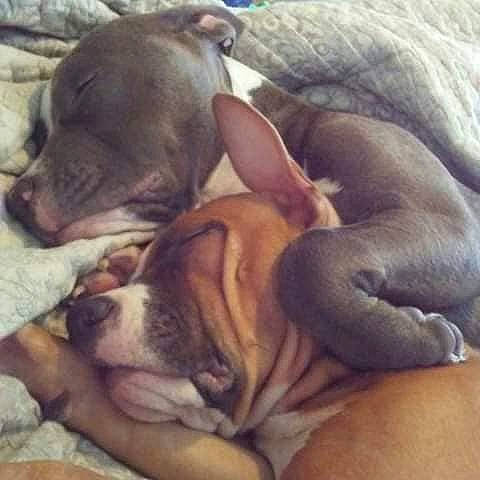 Blue is registered to the contest to win money with this photo: bedtime, canidae, carnivore, comfort, companion_dog, dog, dog_breed, fawn, liver, mammal, nap, skin, sleep, snout, sporting_group, terrestrial_animal, vertebrate, whiskers, working_animal, working_dog