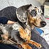 Appy participe au concours pour gagner de l'argent avec cette photo : dog, dachshund, pet, merle_coat, puppy, animal, indoor, blanket, couch, fur, paw, collar, resting, comfort, cozy, closeup, cute, domestic_animal, canine, companion