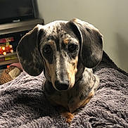 Appy participe au concours pour gagner de l'argent avec cette photo : dog, dachshund, puppy, pet, animal, cozy, blanket, fur, ears, cute, indoor, portrait, brown, gray, black, snout, eyes, nose, resting, soft