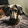 dog, dachshund, puppy, pet, animal, cozy, blanket, fur, ears, cute, indoor, portrait, brown, gray, black, snout, eyes, nose, resting, soft