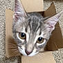 Gojo joined the competition — help win amazing prizes! animal, cardboard_box, carpet, cat, closeup, curious, cute, ears, eyes, feline, furry, home, indoor, kitten, pet, playful, portrait, small_box, tabby, whiskers
