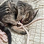 animal, cat, cozy, cute, fur, home, indoor, kitten, paws, pet, playing, quilt, relaxed, sleepy, soft, string, tabby, tail, whiskers, young